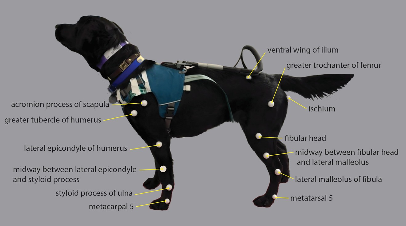 Tiered Mentoring Image 1.jpg